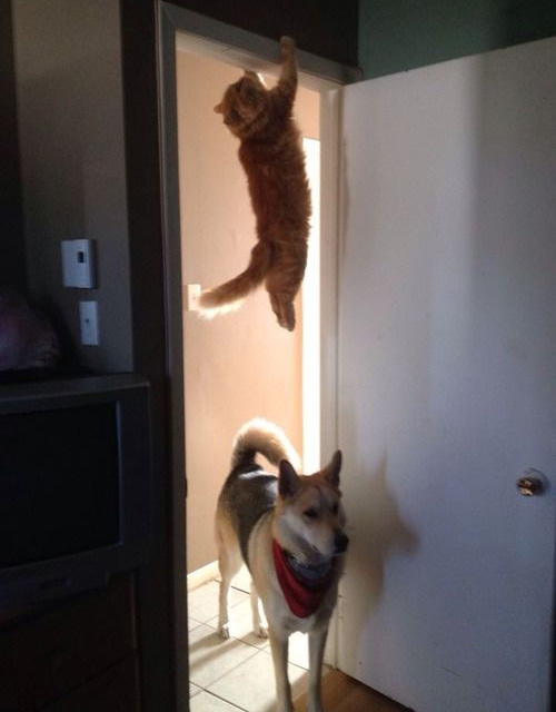 Cat hanging from door frame and dog below