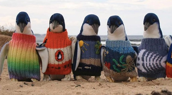 man knits penguin sweaters