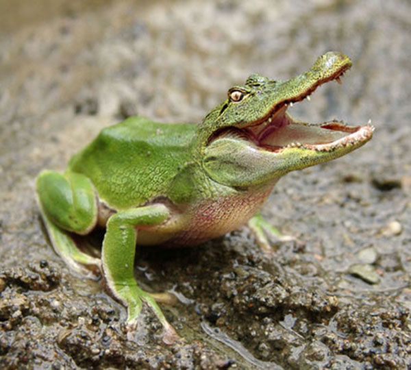 28 Adorable And Frightening Animal Mashups From A Parallel Universe