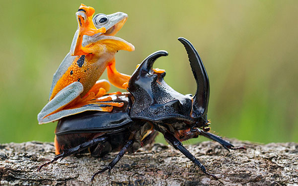 frog riding bug