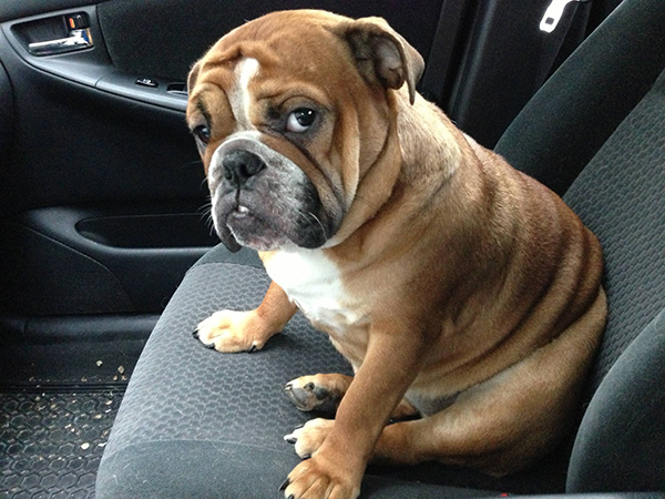 dogs realize theyre going to the vet