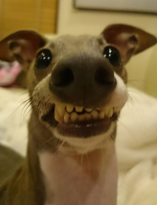 Funniest dog face on the internet