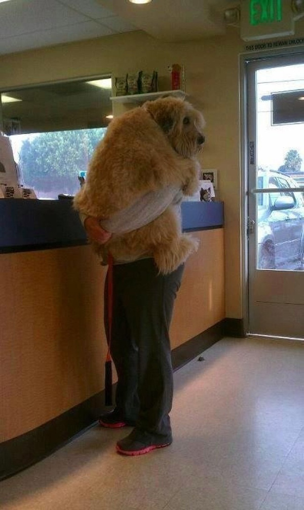 dogs realize theyre going to the vet