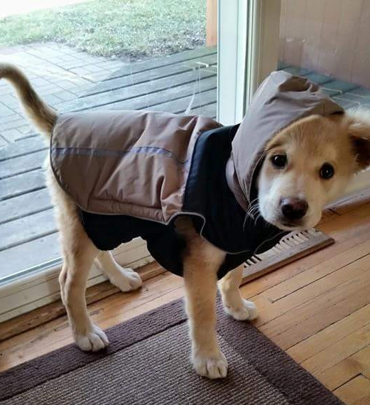 dog in jacket