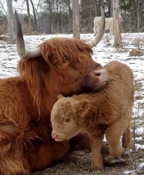 highland cow and calf