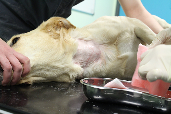 dog donates blood