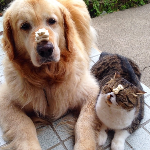 This Golden Retriever And Cat Duo Take The Most Adorable Photos Together