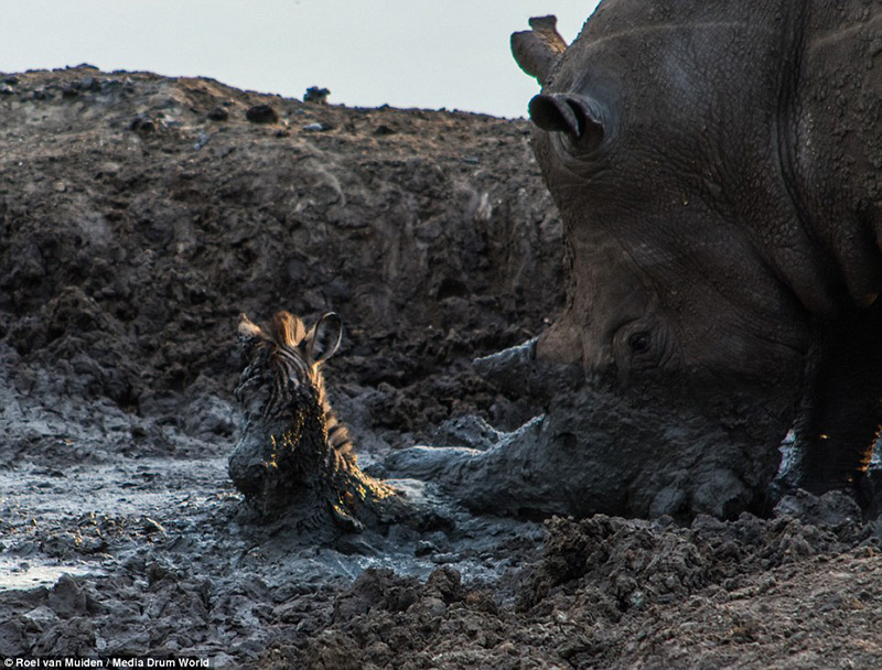 rhino saves baby zebra from mud