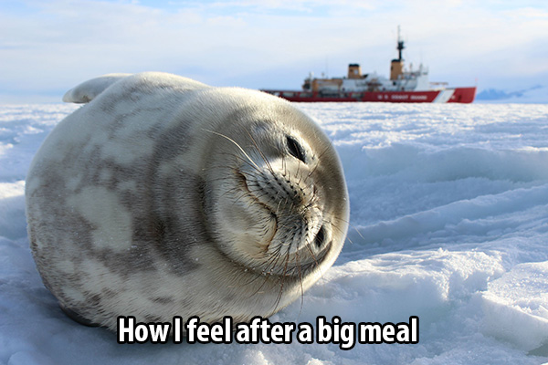 seal how I feel after lunch