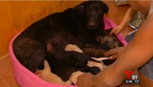 dog buries puppies forest fire