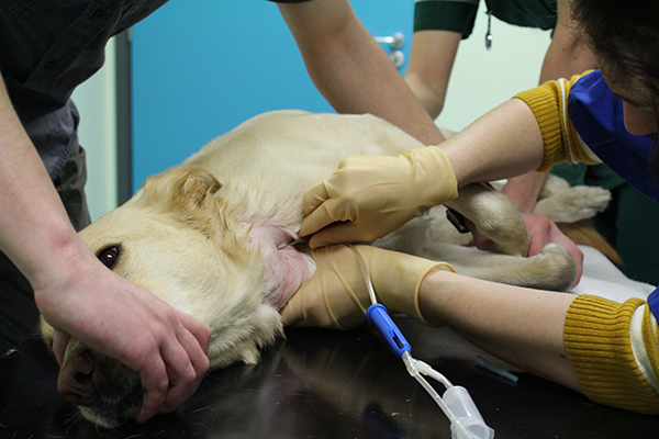 dog donates blood