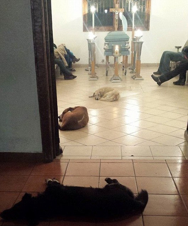 stray dogs attend funeral for woman who fed them