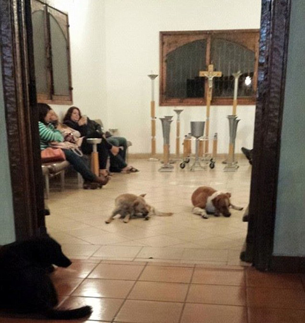 stray dogs attend funeral for woman who fed them