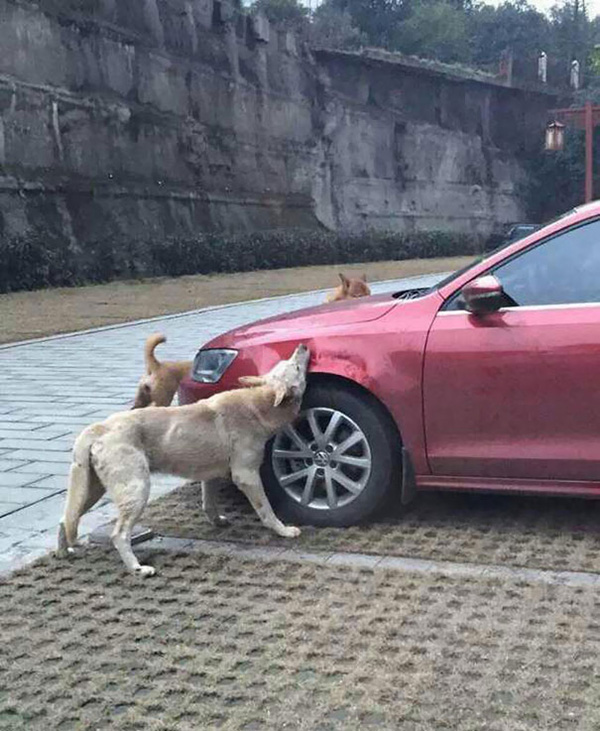 dogs get revenge on human attack car