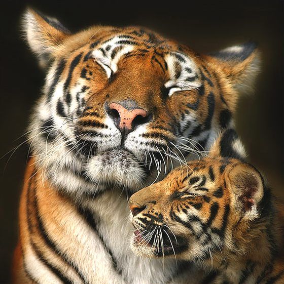tiger love