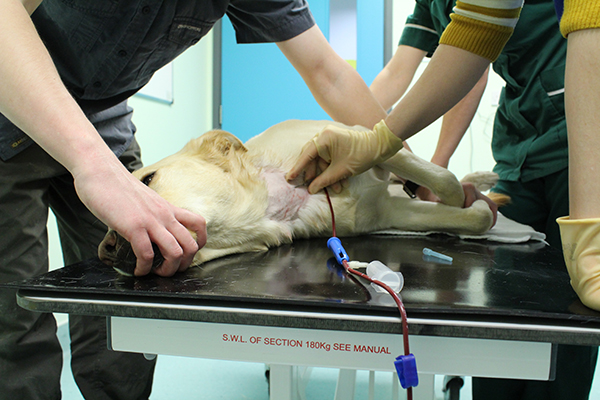 dog donates blood