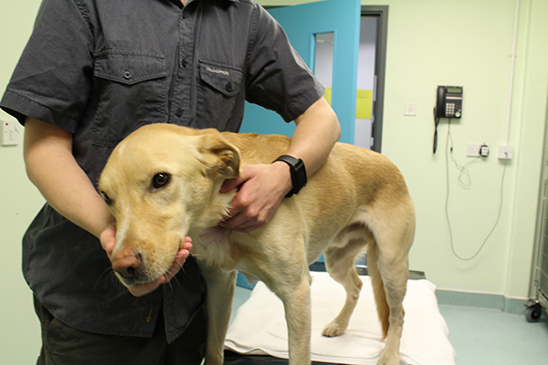 dog donates blood