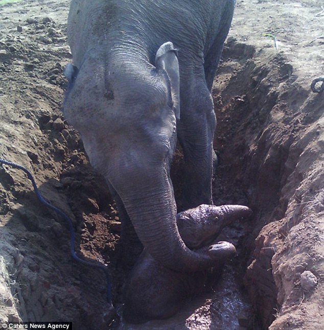 elephant 11 hours saving baby
