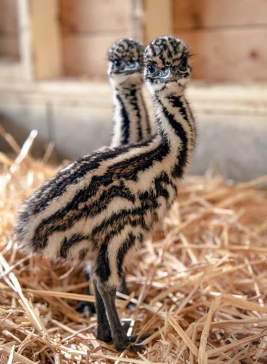 5 day old emu