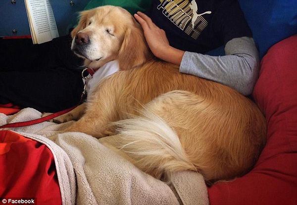 smiley blind golden retriever therapy dog