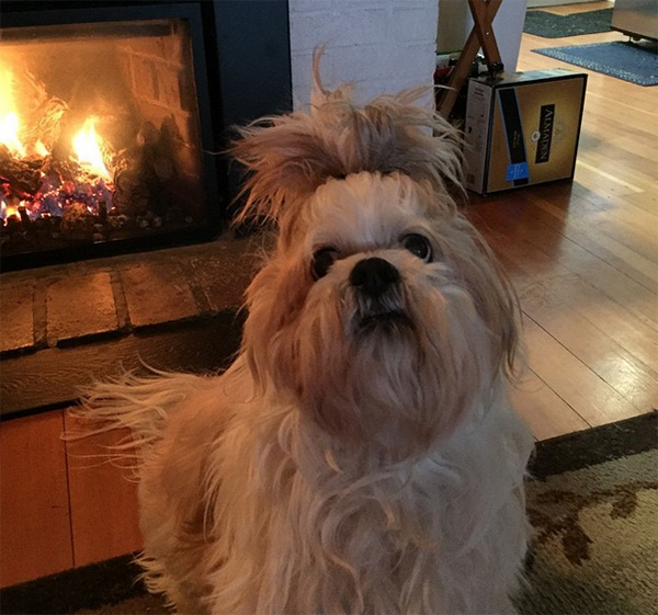 Move On Over Man Buns, DOG Buns Are The New Craze