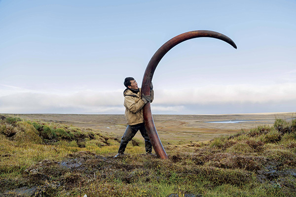 woolly mammoth tusk