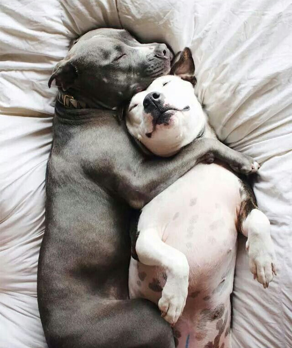 dogs cuddling