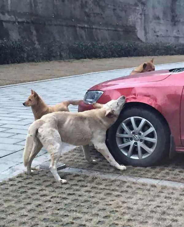 dogs get revenge on human attack car