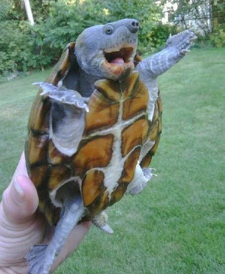 Happy turtle jazz hands