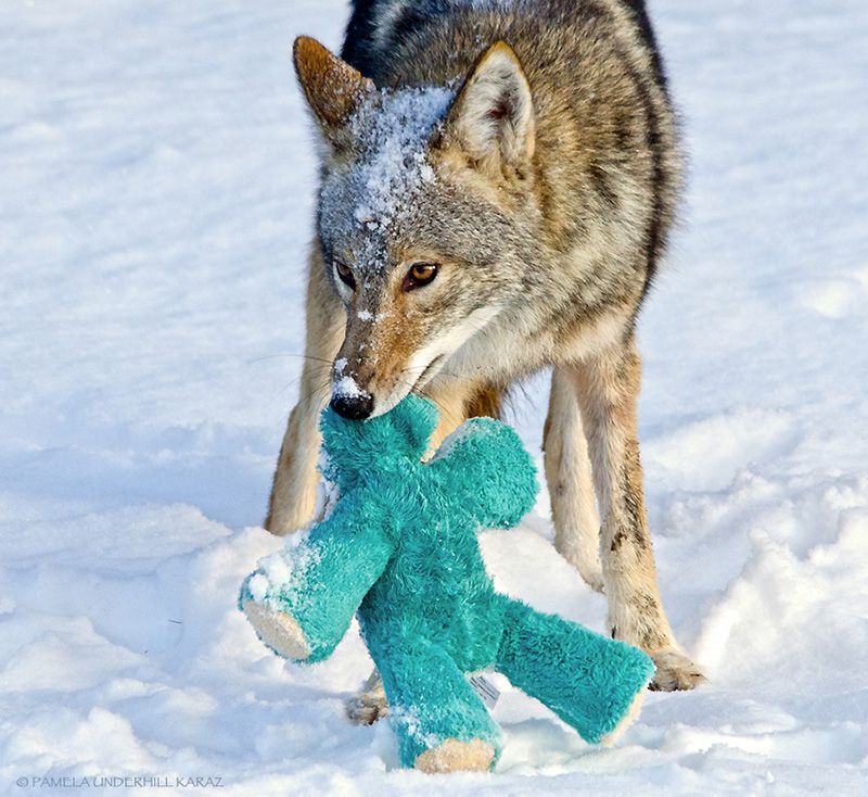 Coyote Finds An Old Dog Toy In The Snow, Proceeds To Play With It Like