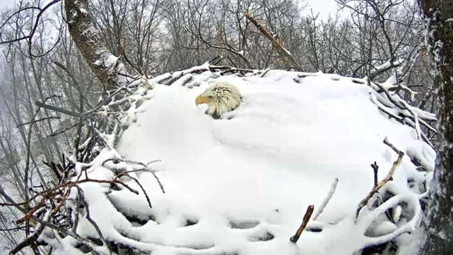 Bald Eagle protects eggs in snow covered nest
