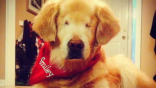 smiley blind golden retriever therapy dog