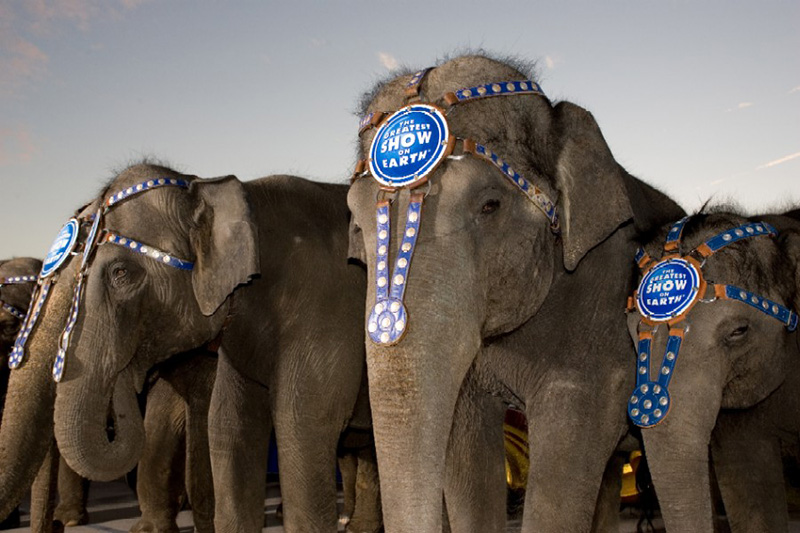 elephants saved from circus