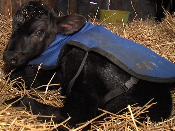 farmer and baby cow hot tub