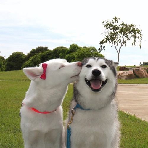 dog kiss dog
