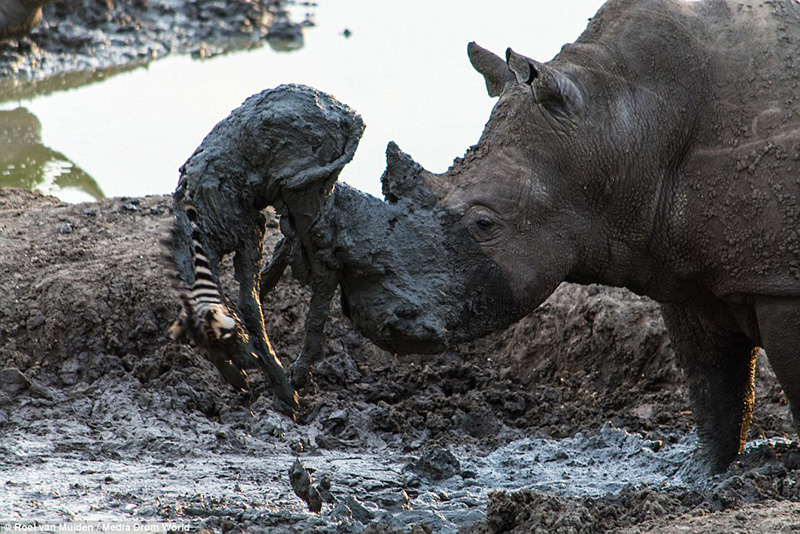 rhino saves baby zebra from mud