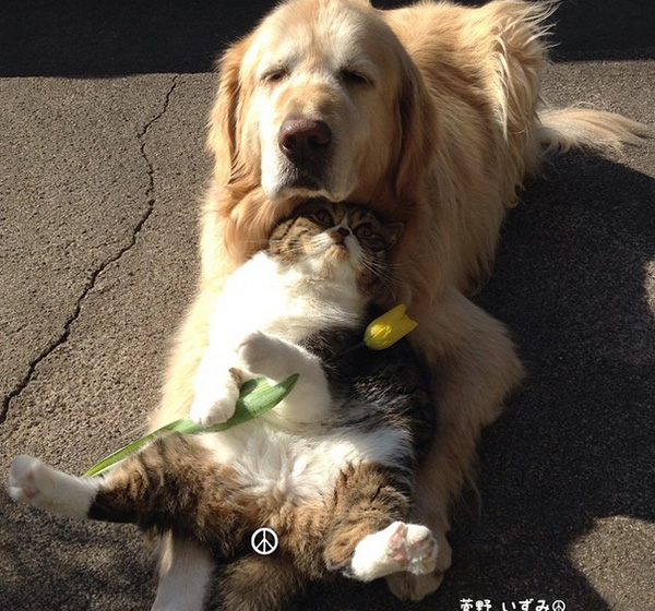 This Golden Retriever And Cat Duo Take The Most Adorable ...
