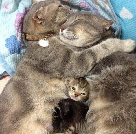 cat family love cuddling