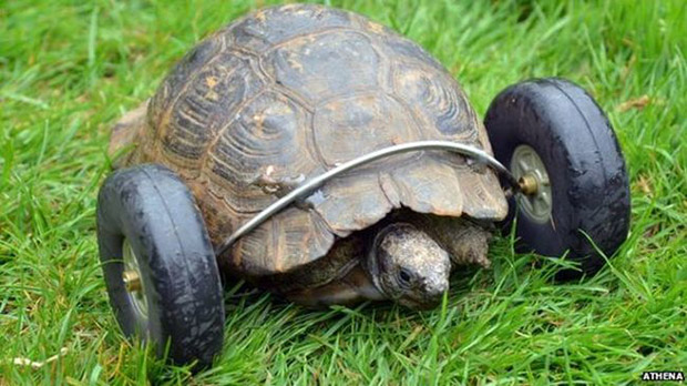 turtle with wheels