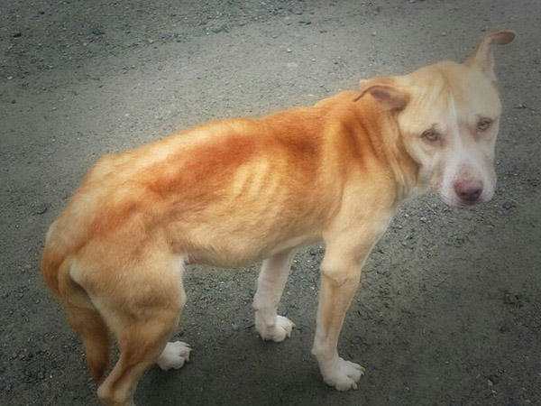 two girls rescue starving dog