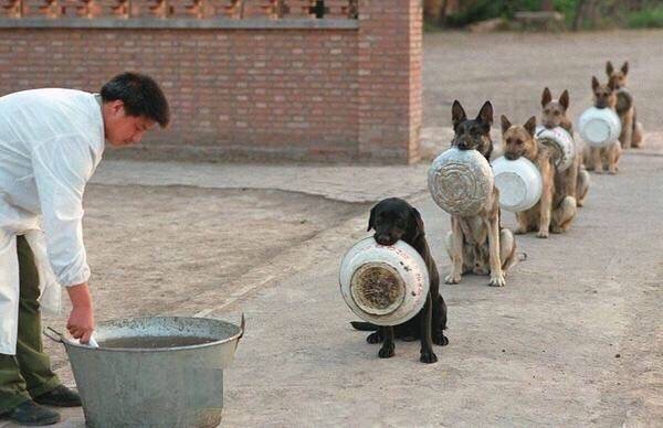 police dogs in China wait for food