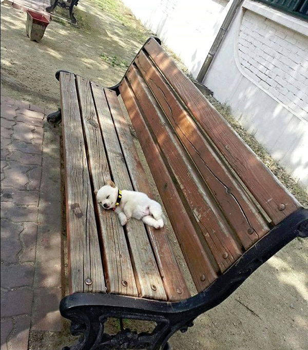 The cutest puppy in the world resting on a bench