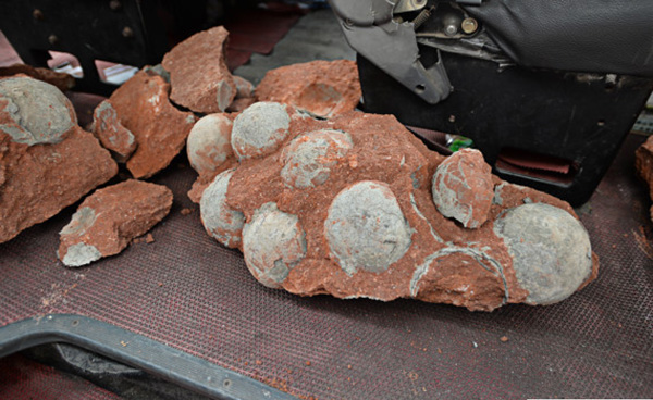 dinosaur eggs found in china
