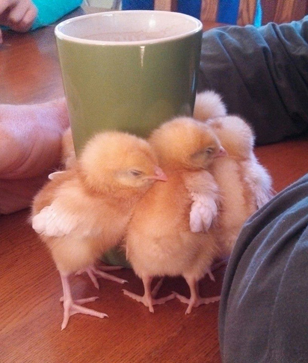 chicks coffee mug