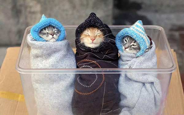 cat burritos
