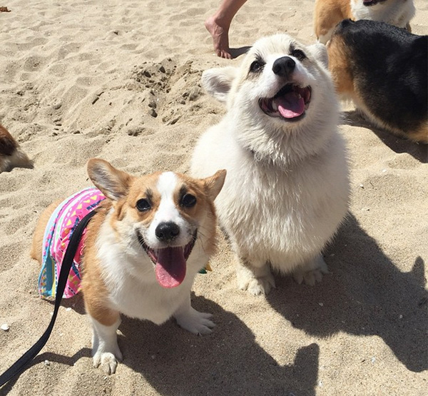 More Than 600 Corgis Attended 'Corgi Beach Day' And It Was Every Bit Of ...