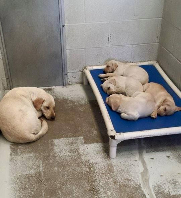 mom sleeps on floor puppies on bed