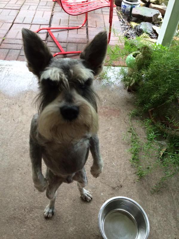 dog looks like old man standing