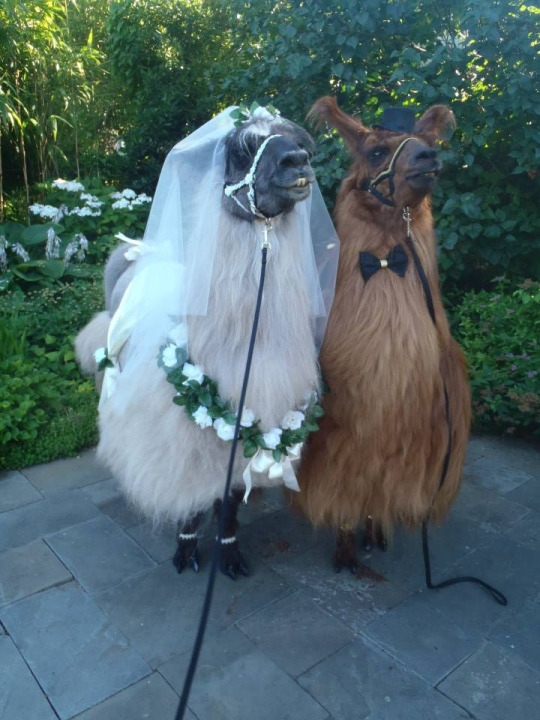 llama wedding