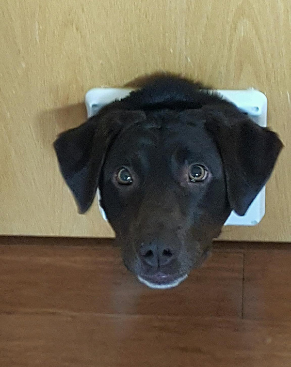 cat door dog head